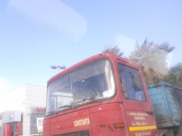 Palmierii, reinstalaţi în Mamaia
